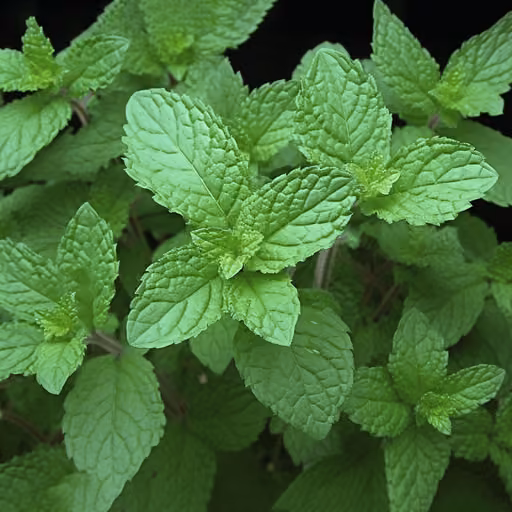 Spearmint (Mentha spicata)