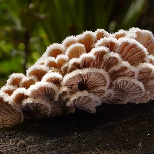 Split-gill (Schizophyllum commune)