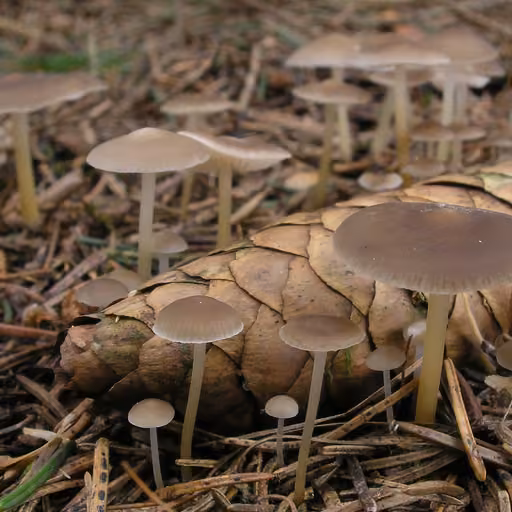 Sprucecone cap (Strobilurus esculentus)