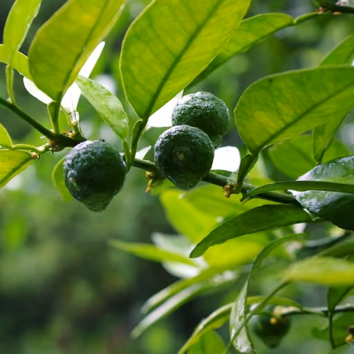 Sudachitin (sudachi peel extract) (Citrus sudachi)