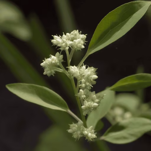 Suma (Pfaffia paniculata)