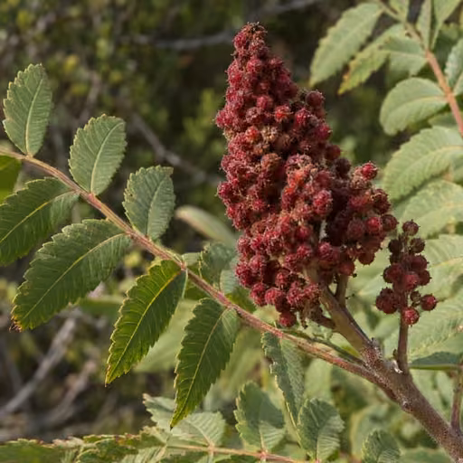 Sumac