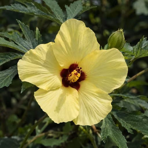 Sunset hibiscus