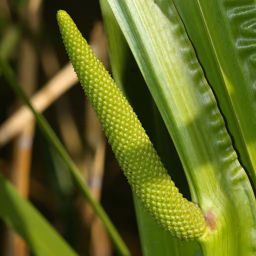 Sweet flag (Acorus calamus)