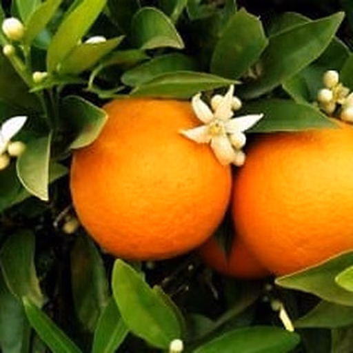 Sweet orange