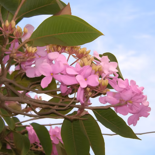 Tabebuia impetiginosa (Handroanthus impetiginosus)