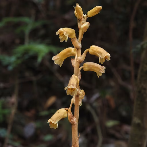 Tall gastrodia