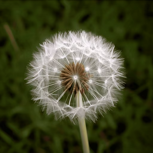 Taraxacum mongolicum