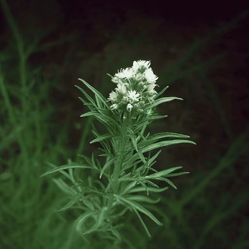 Tarragon (Artemisia dracunculus)