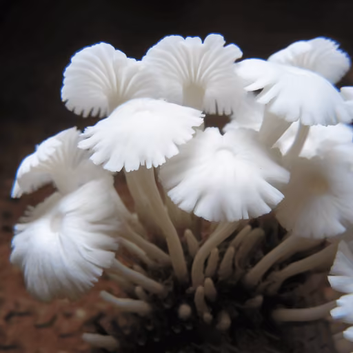 Termitomyces microcarpus