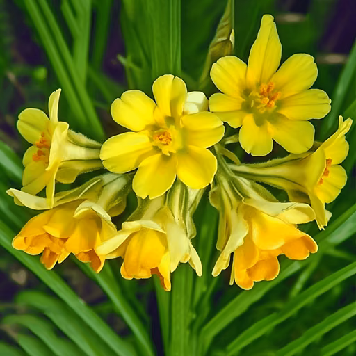 Thyme + primrose root (fixed combination) (Thymus vulgaris)
