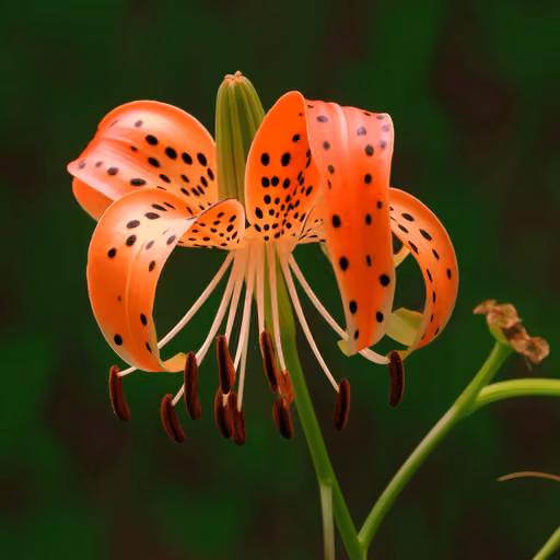 Tiger lily (Lilium lancifolium)