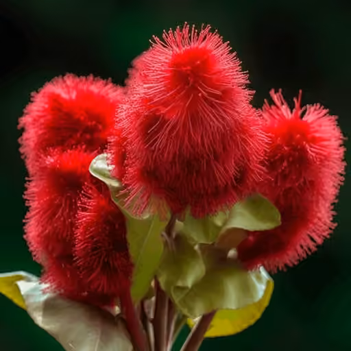 Tocotrienols (delta and gamma)