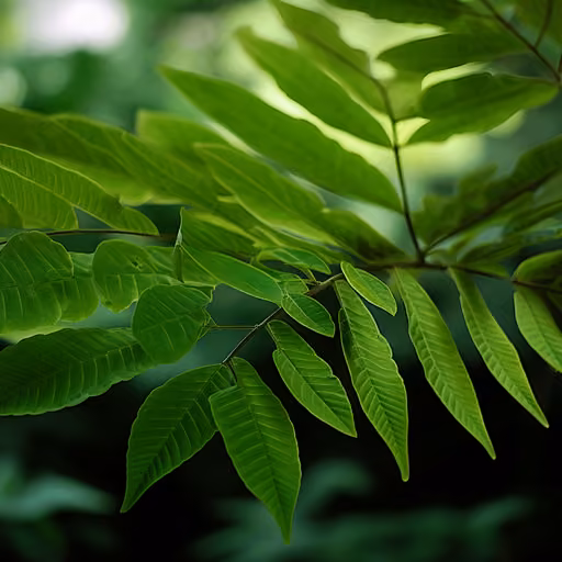 Tongkat ali (Eurycoma longifolia)