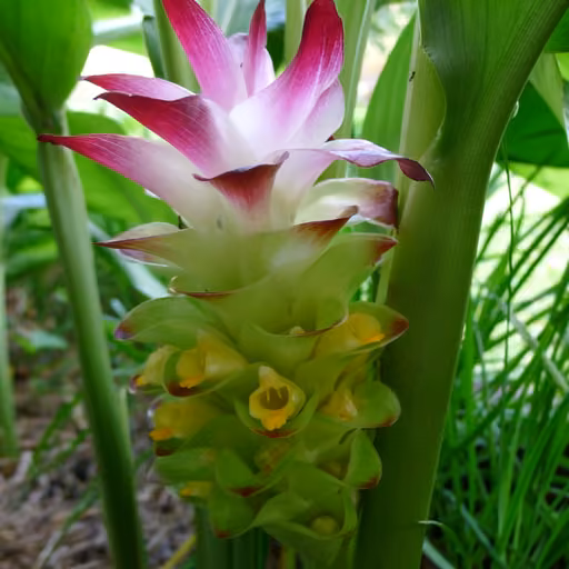 Turmeric (Curcuma longa)