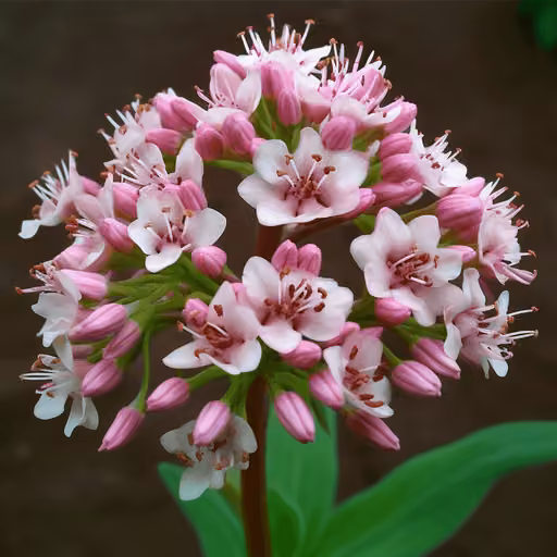 Valerian (Valeriana officinalis)