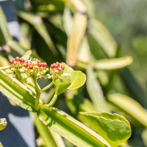 Veldt grape (Cissus quadrangularis)