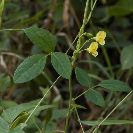 Vigna nakashimae (seed extract)