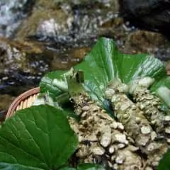 Wasabi (Eutrema japonicum)