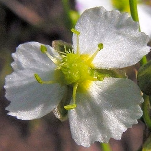 Water plantain