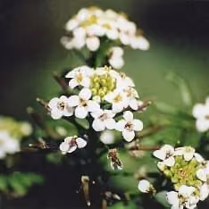 Watercress (Nasturtium officinale)