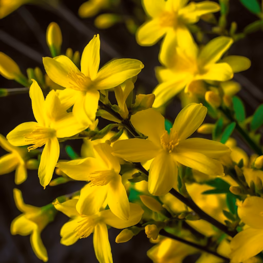 Weeping forsythia