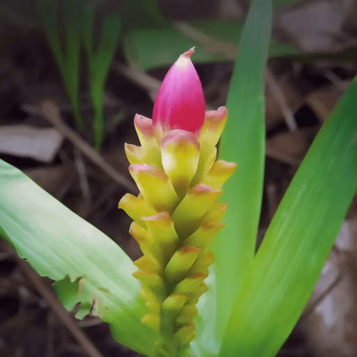 Wenyujin Turmeric (Curcuma wenyujin)