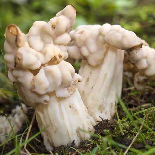 White saddle (Helvella crispa)