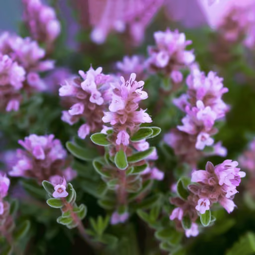 Wild thyme (Thymus serpyllum)