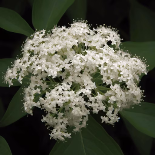 William's elder (Sambucus williamsii)