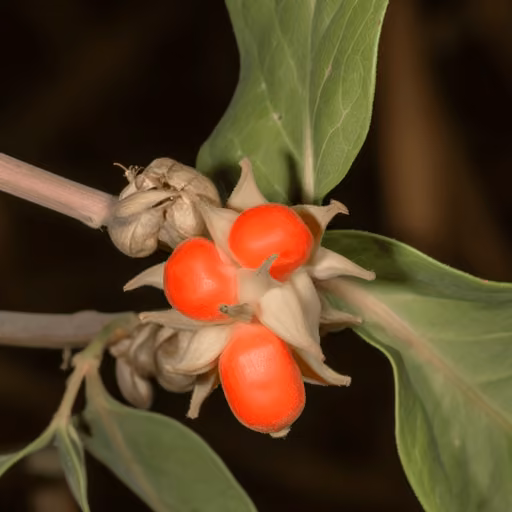 Withanolides (Ashwagandha) (Withania somnifera)