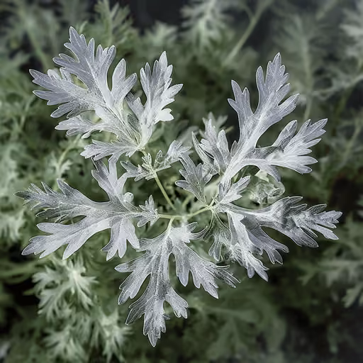 Wormwood (Artemisia absinthium)