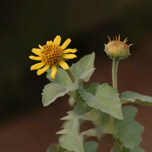 Yacon (Smallanthus sonchifolius)