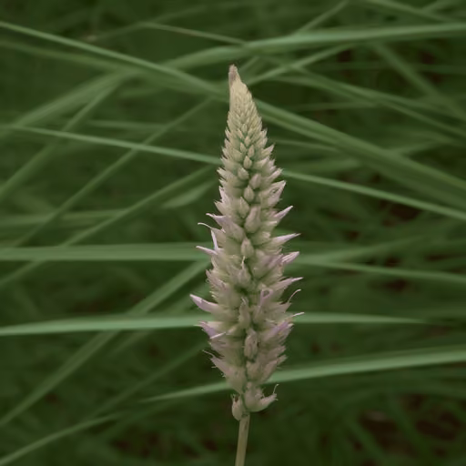 ZishenWan (Anemarrhena + Phellodendron + cinnamon) (Anemarrhena asphodeloides)
