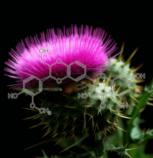 Silymarin (Silybum marianum) – A high-resolution photo of Silymarin from Milk Thistle, a core ingredient in Interstellar Blends for liver detoxification.