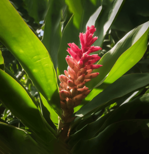 Zingiber officinale – A high-resolution image of Zingiber officinale (Ginger root), a core ingredient in Interstellar Blends for digestive and immune support.