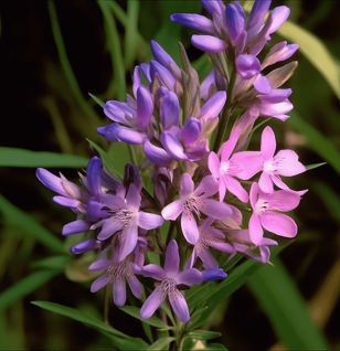 Polygala Tenuifolia - Interstellar Blends