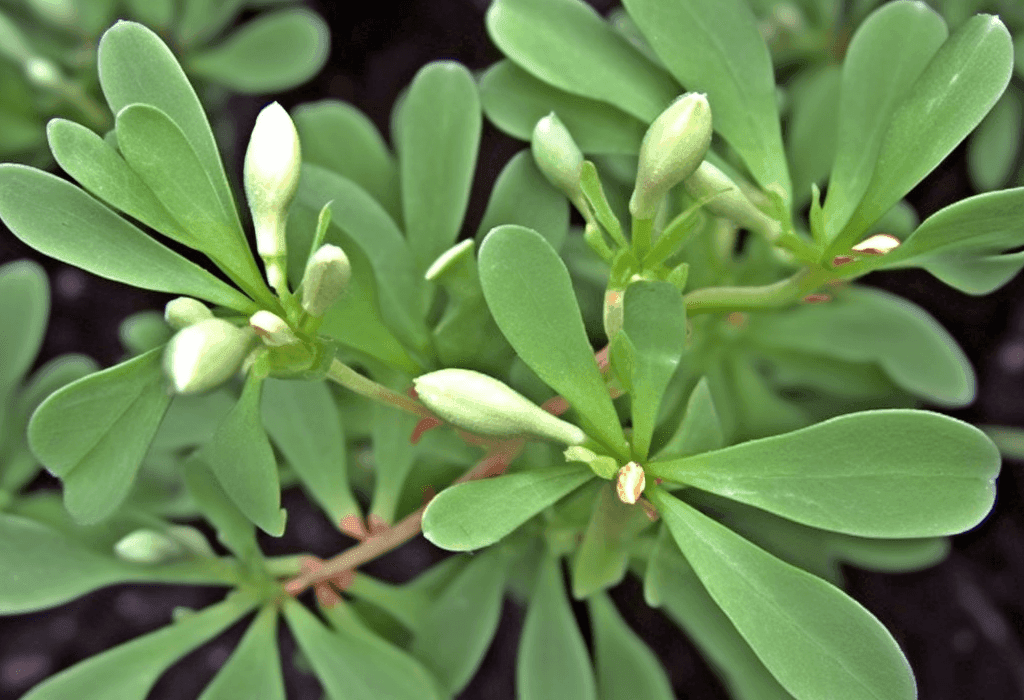 Trigonella Foenum Graecum - Interstellar Blends