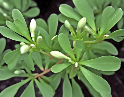 Trigonella Foenum Graecum - Interstellar Blends