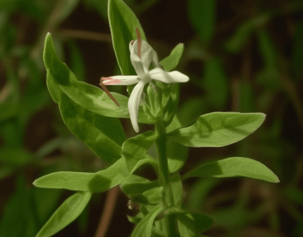 ANDROGRAPHIS PANICULATA - Interstellar Blends