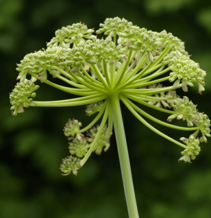 A close-up of Angelica archangelica, used in Interstellar Blends for digestive and respiratory health.