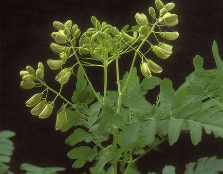Astragalus complanatus – A vibrant shot of Astragalus complanatus, an adaptogen in Interstellar Blends known for its liver and kidney support.