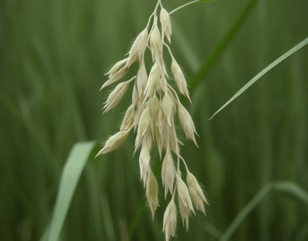 Avena sativa – Brain-boosting ingredient in Interstellar Blends, supporting mood balance, memory, and focus.