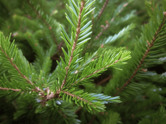 Abies nephrolepis - Interstellar Blends