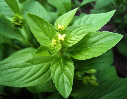 Acalypha Indica - Interstellar Blends