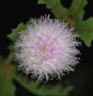 Ageratum conyzoides plant illustration, a traditional medicinal herb included in Interstellar Blends' herbal formulas, known for its anti-inflammatory, antimicrobial, and wound-healing properties