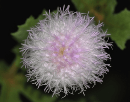 Ageratum conyzoides plant illustration, a traditional medicinal herb included in Interstellar Blends' herbal formulas, known for its anti-inflammatory, antimicrobial, and wound-healing properties