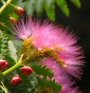 Albizia julibrissin Bark (Silk Tree, Mimosa Bark) – Mood-enhancing and adaptogenic herb in Interstellar Blends, supporting stress relief, emotional balance, and cognitive function.