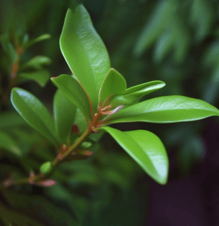 Allanblackia Gabonensis - Interstellar Blends