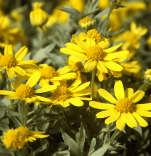Allium Eriophyllum Leaves - Interstellar Blends